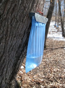 Real maple syrup has only one ingredient: sap.