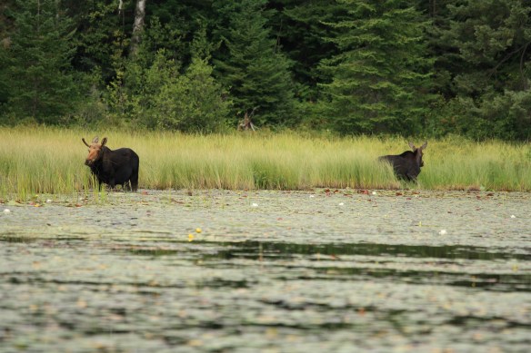bwca cow and bull moose